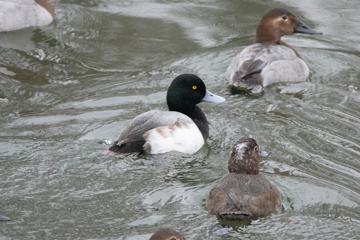 Greater Scaup - ML614167898