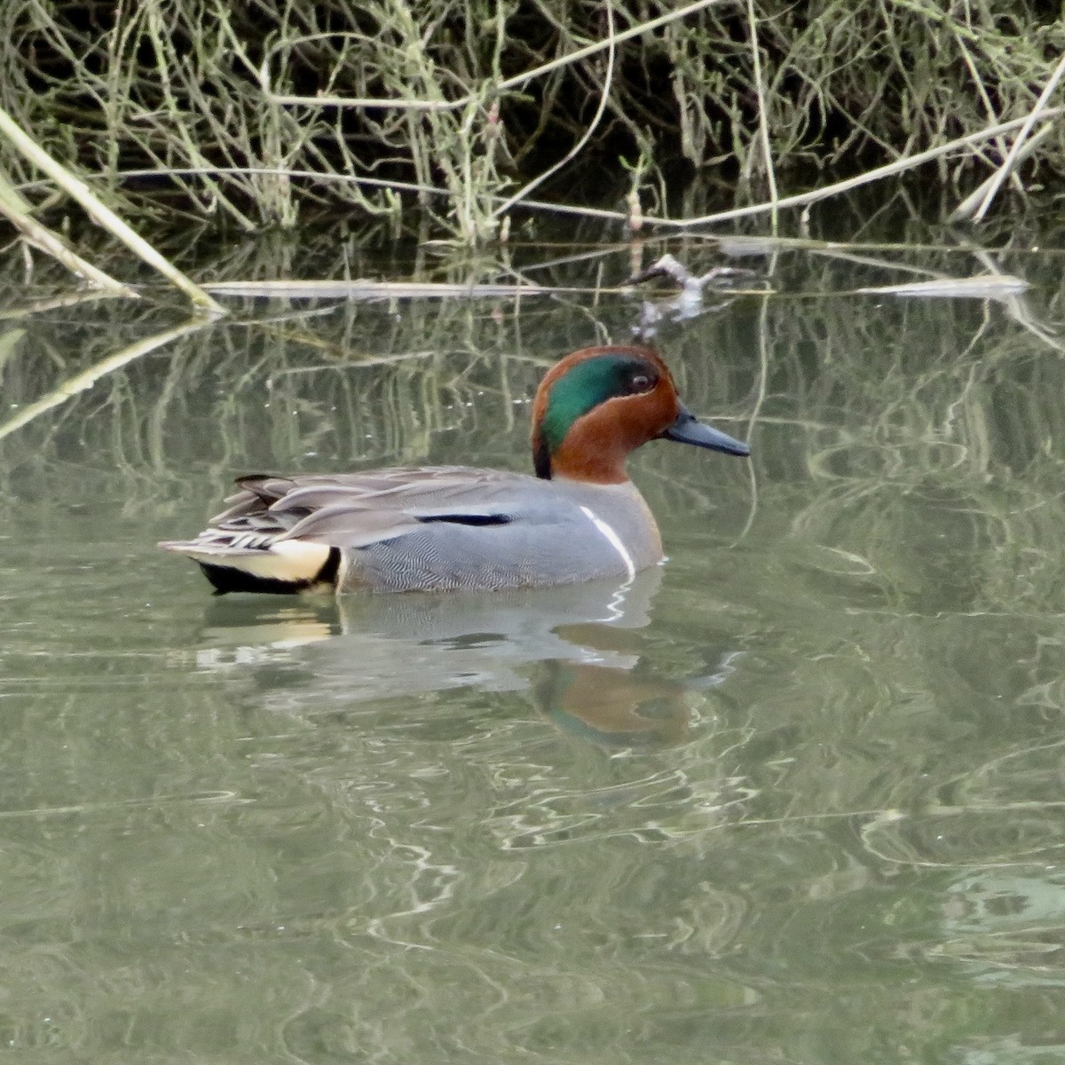 Green-winged Teal - ML614167979