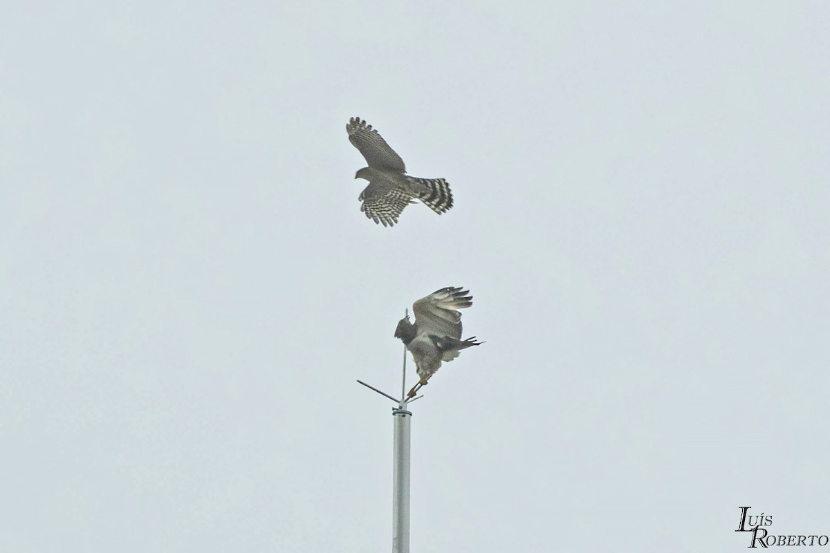 Sharp-shinned Hawk - ML614168035