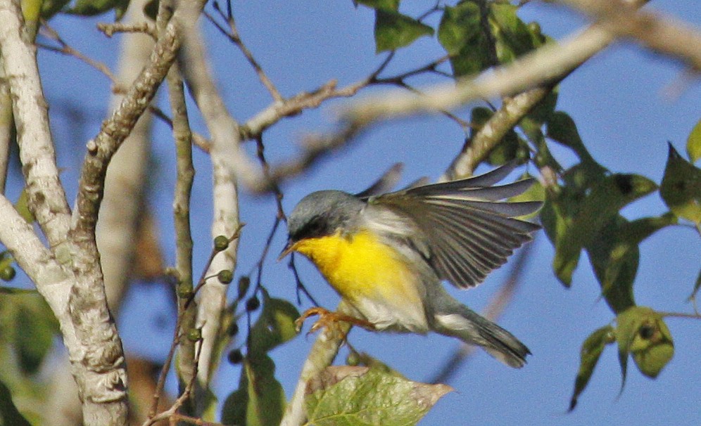 Tropical Parula - ML614168041