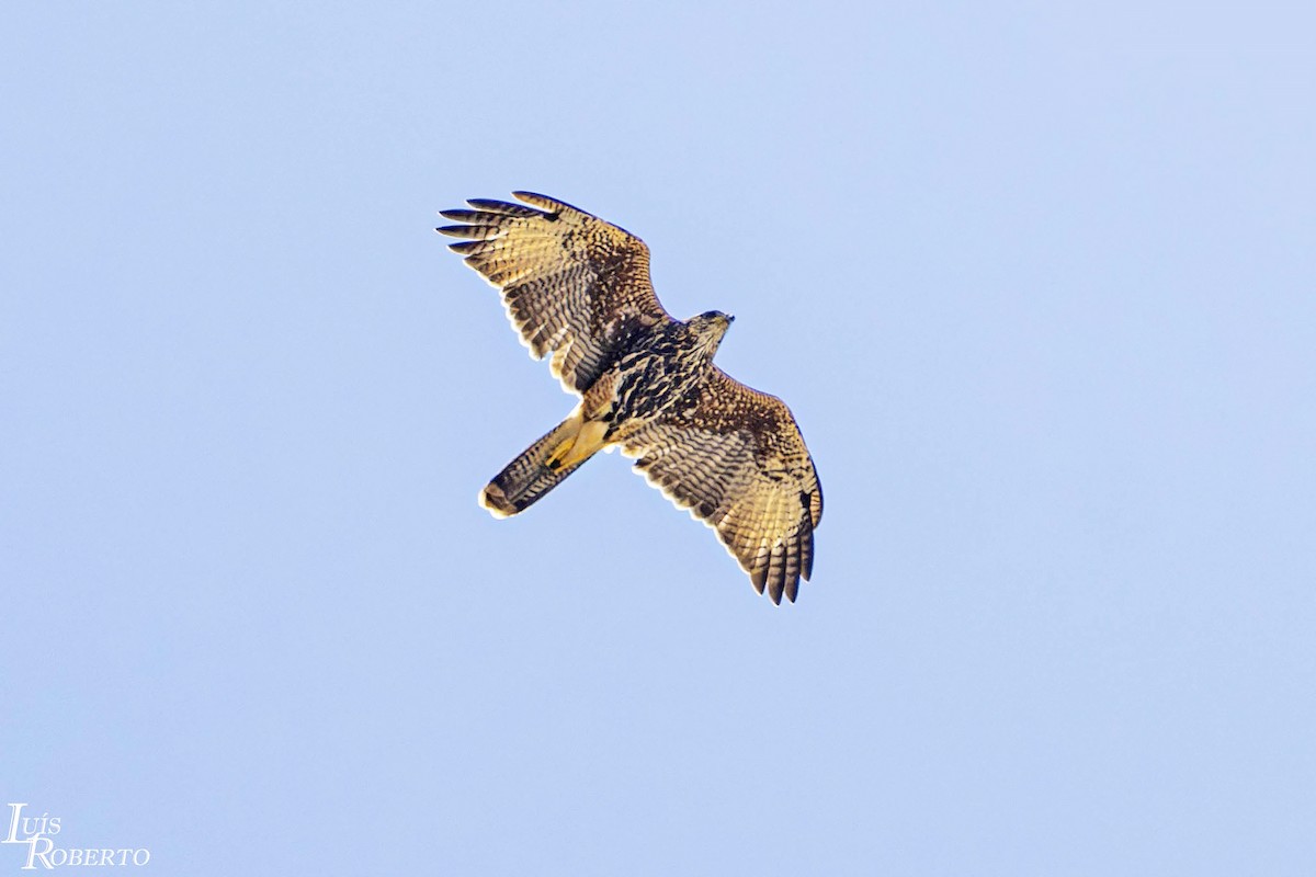 Harris's Hawk - ML614168053