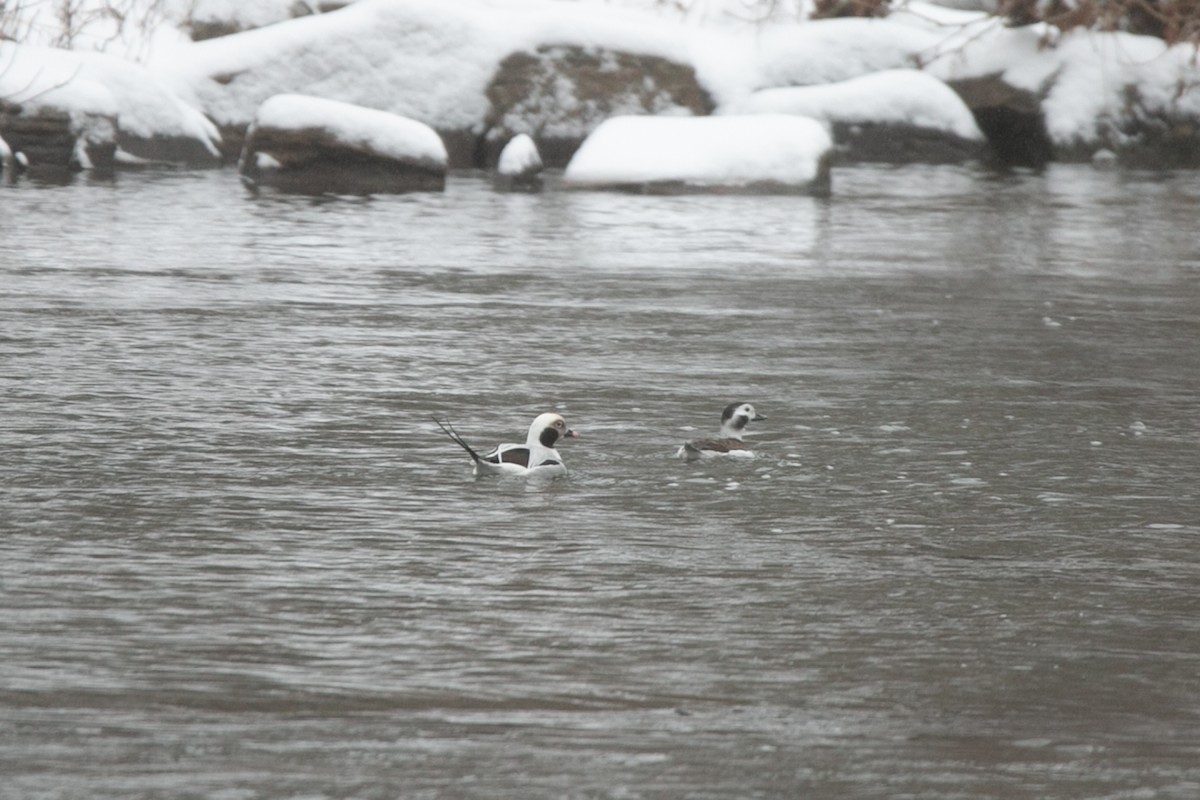 Long-tailed Duck - Scott Godshall