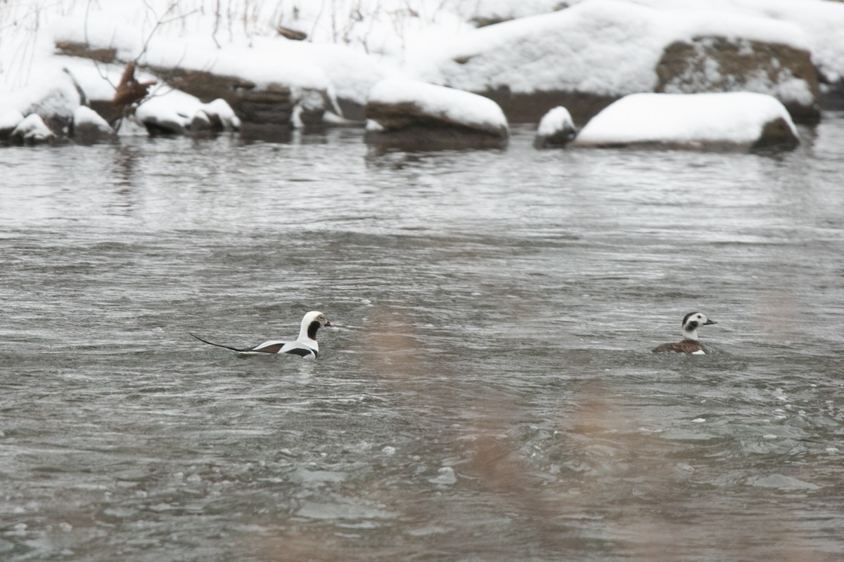 Long-tailed Duck - Scott Godshall