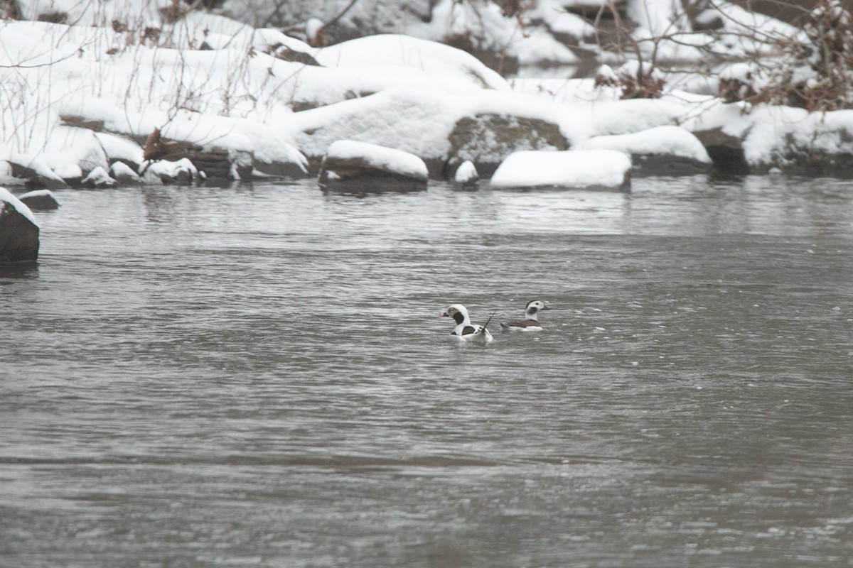 Long-tailed Duck - Scott Godshall