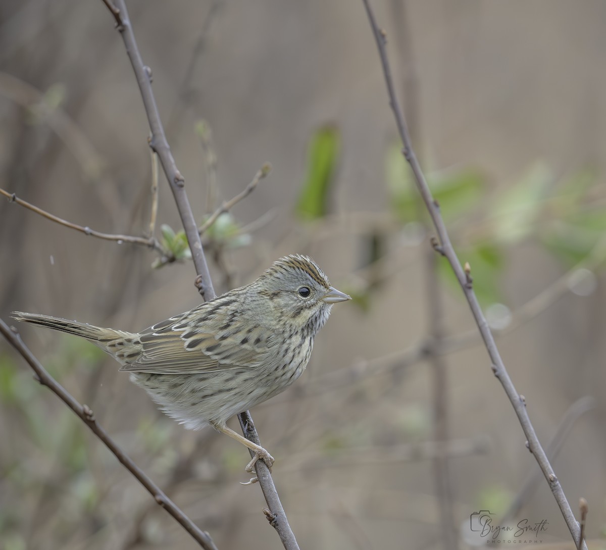 Lincoln's Sparrow - ML614168096