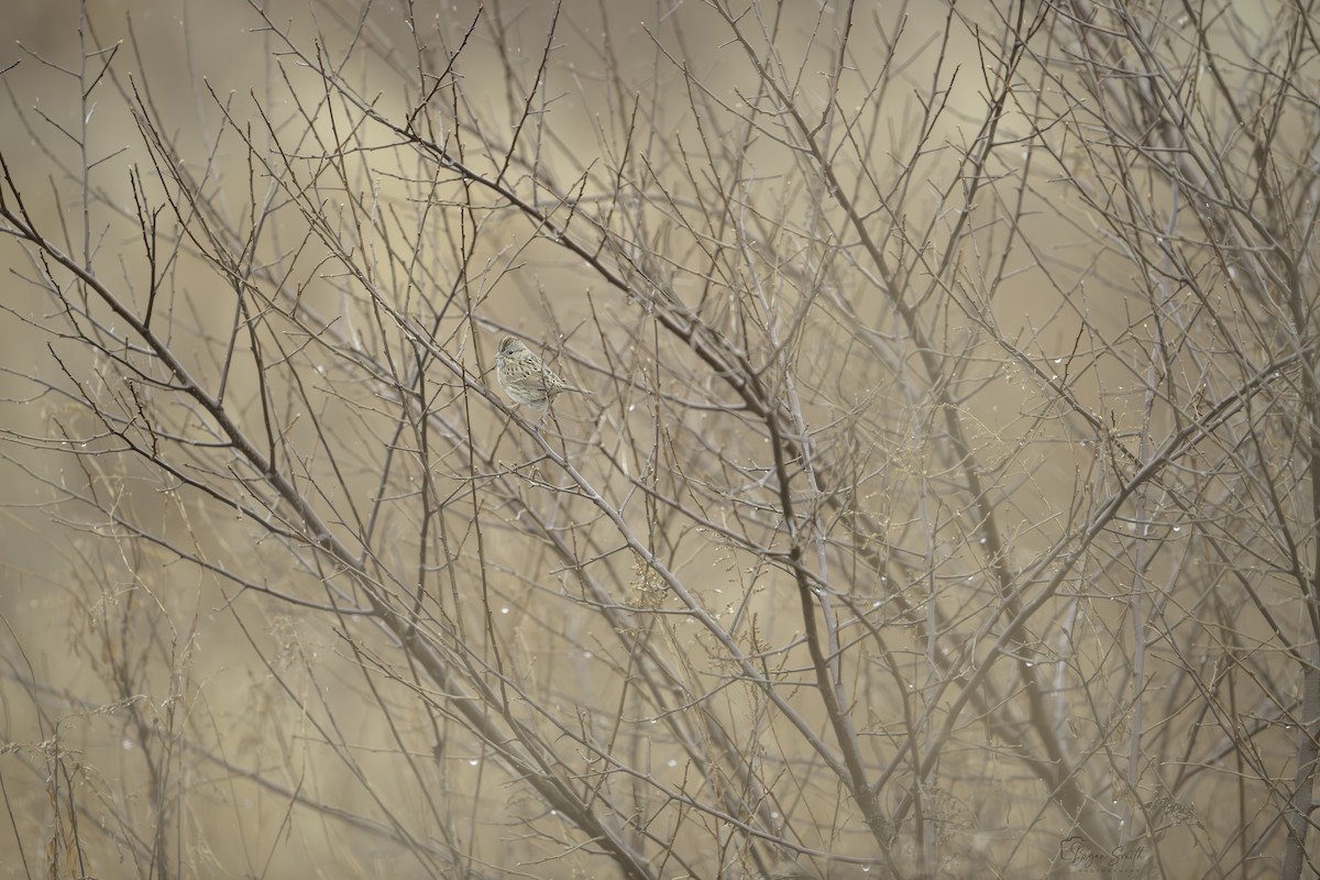 Lincoln's Sparrow - ML614168097