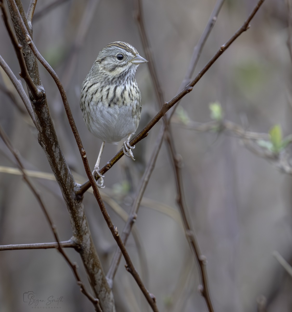 Lincoln's Sparrow - ML614168098