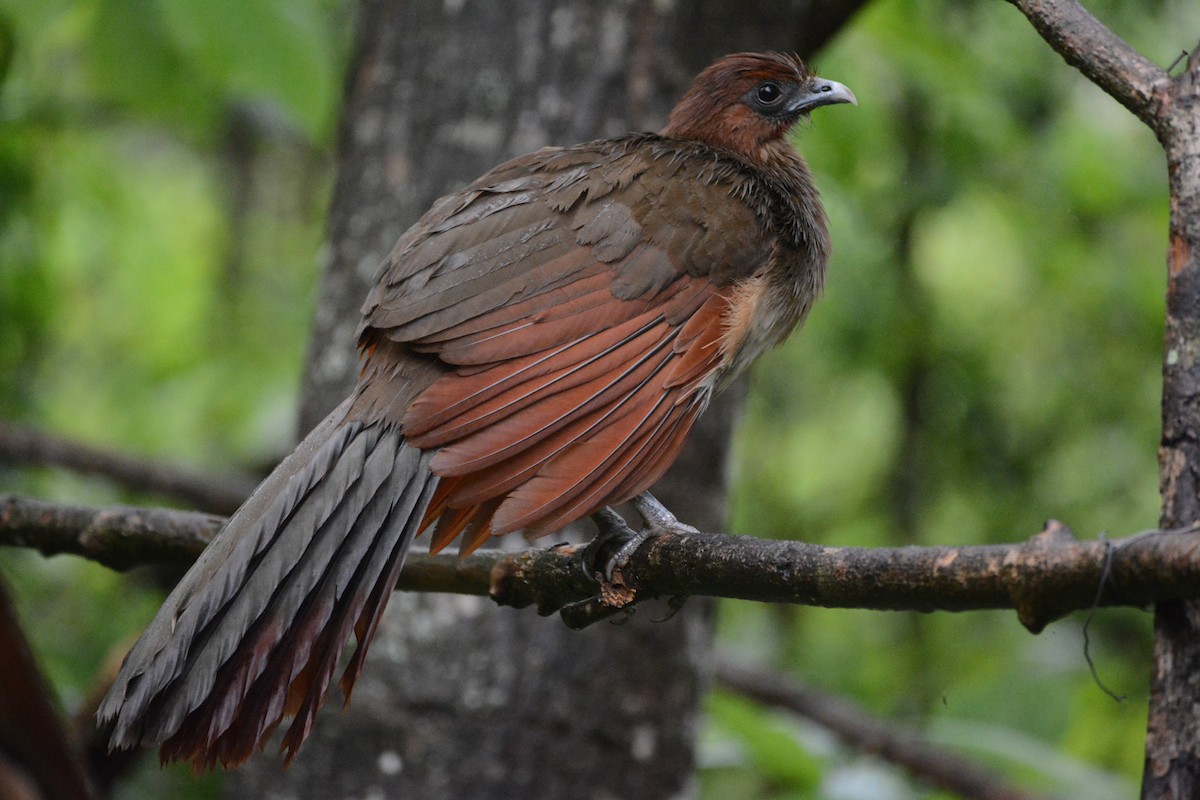 Rufous-headed Chachalaca - ML614168128