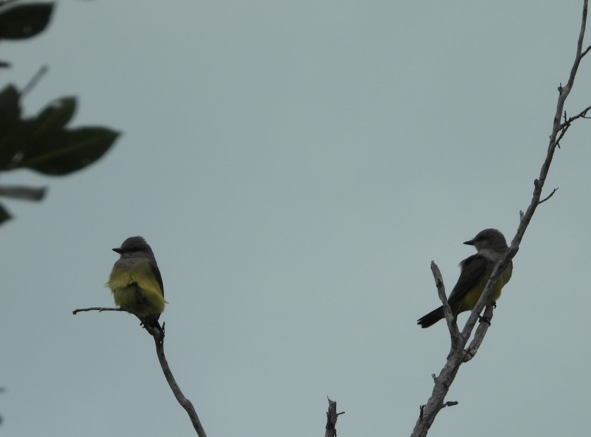Western Kingbird - ML614168139