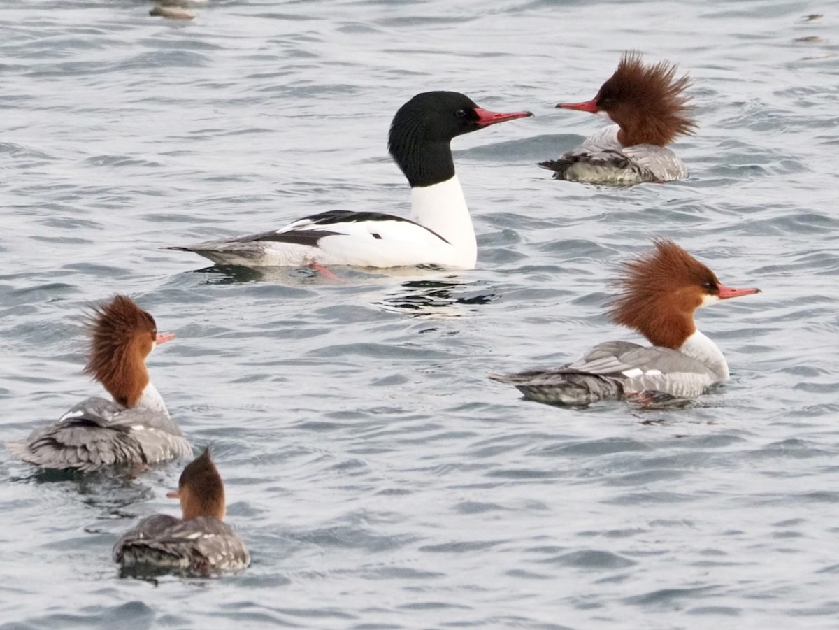 Common Merganser - ML614168175