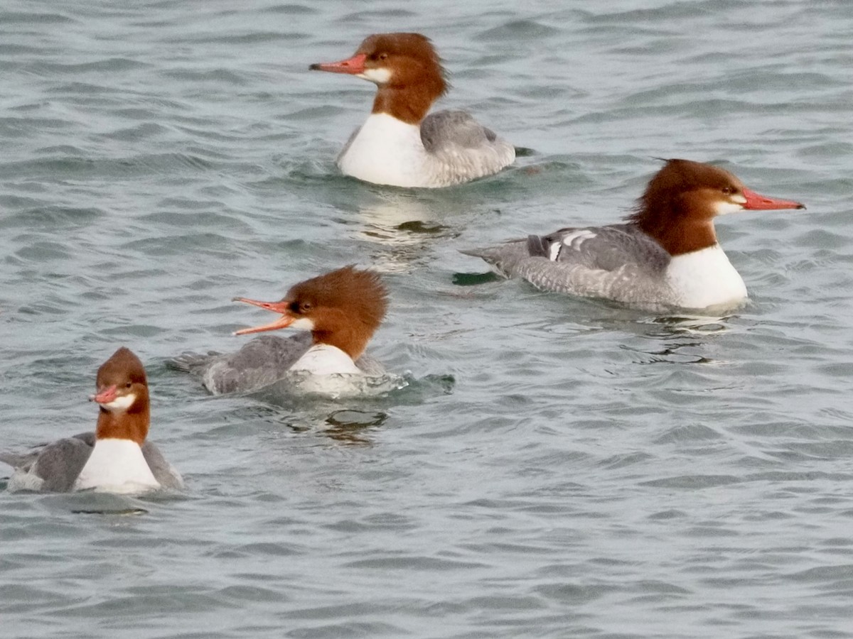 Common Merganser - ML614168213