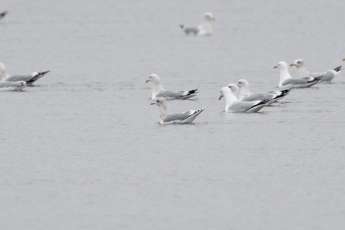 Gaviota Groenlandesa - ML614168224