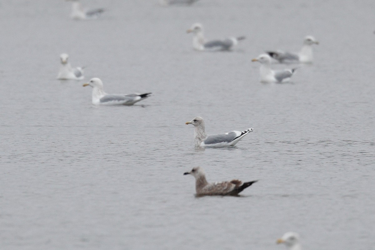 Gaviota Groenlandesa - ML614168232