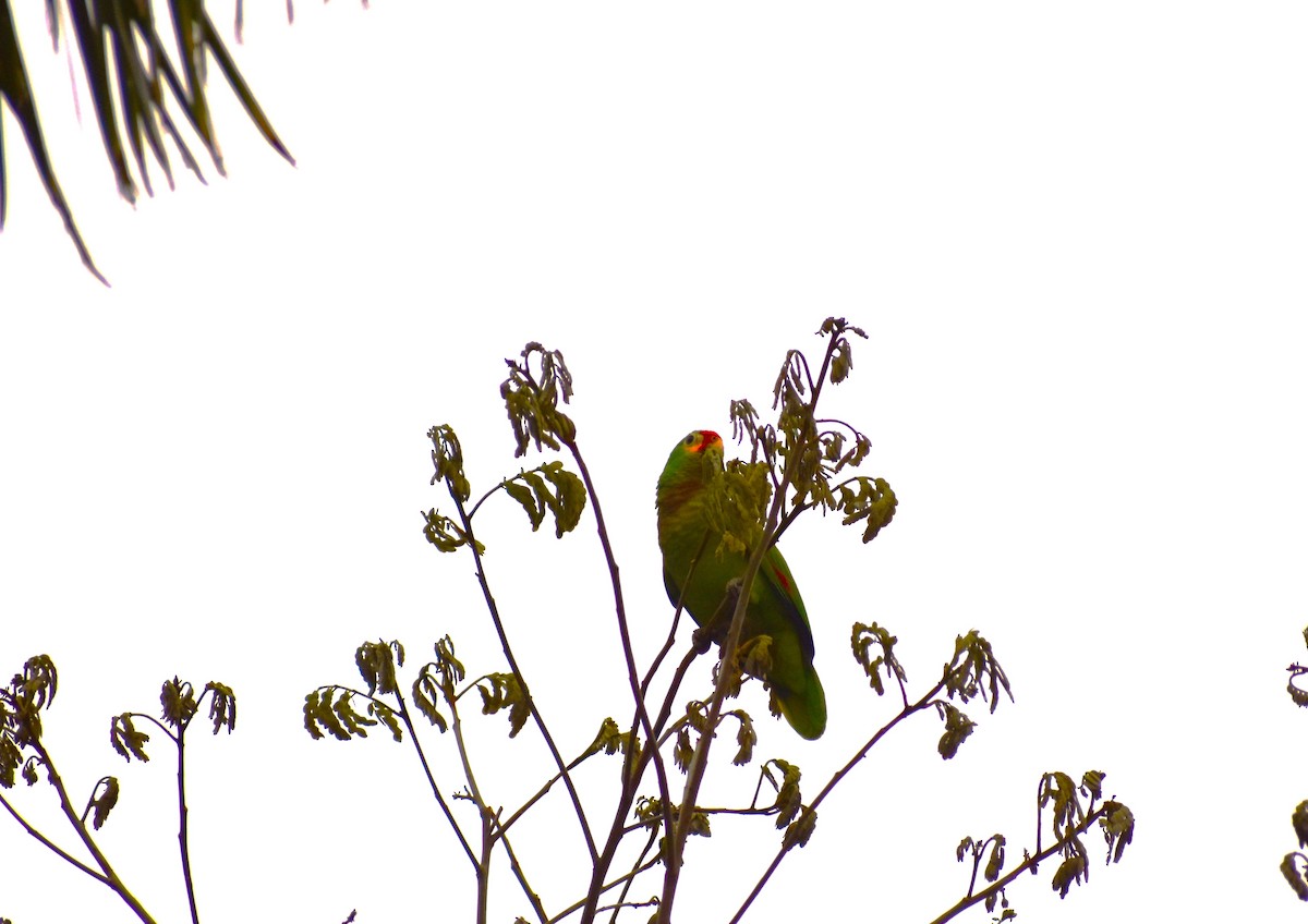 Red-lored Parrot - ML614168235