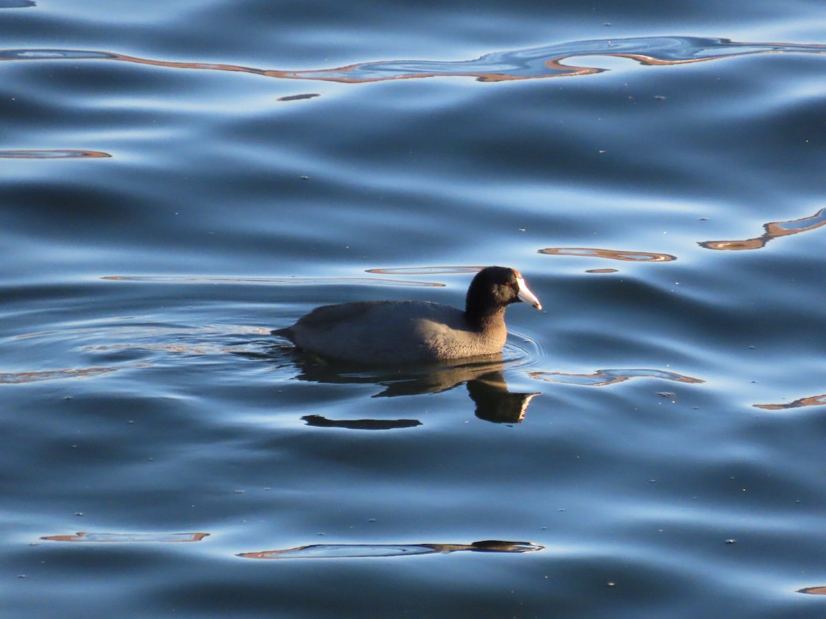 American Coot - ML614168243