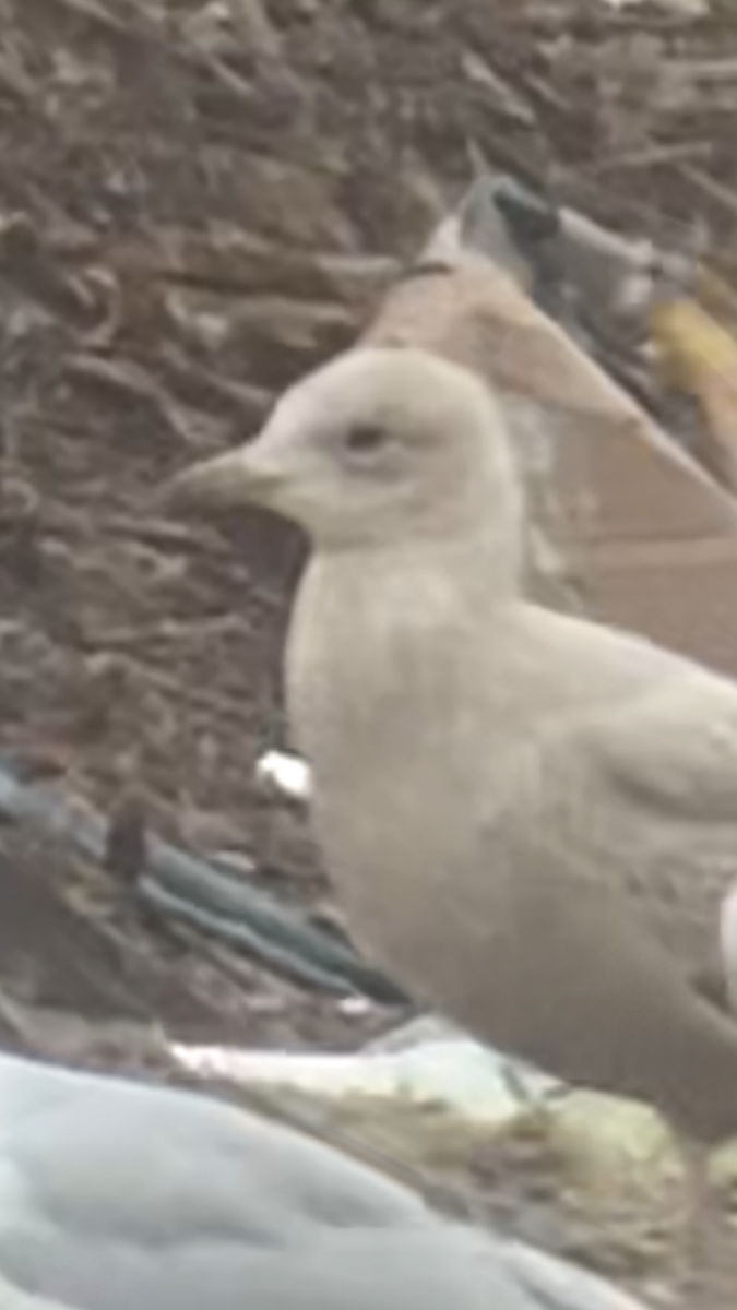 Iceland Gull (Thayer's) - ML614168251