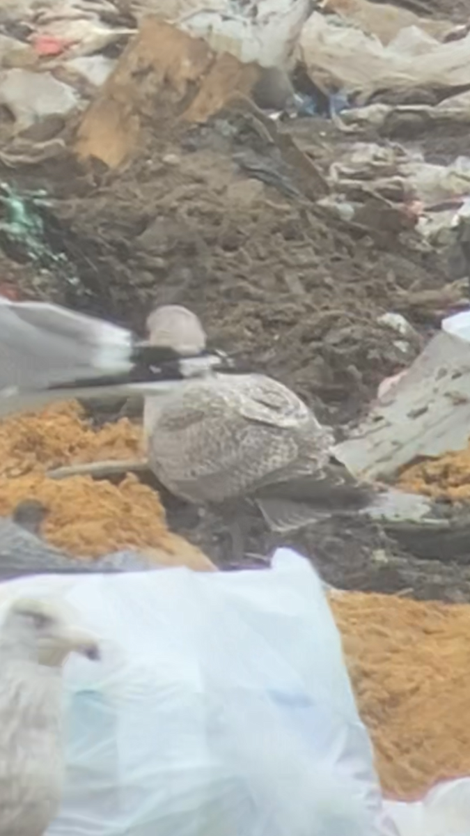 Iceland Gull (Thayer's) - ML614168253