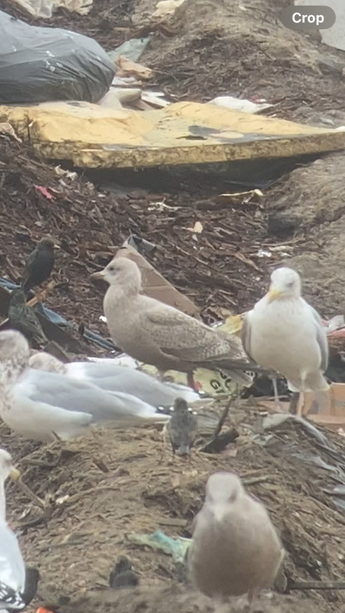 Iceland Gull (Thayer's) - ML614168254