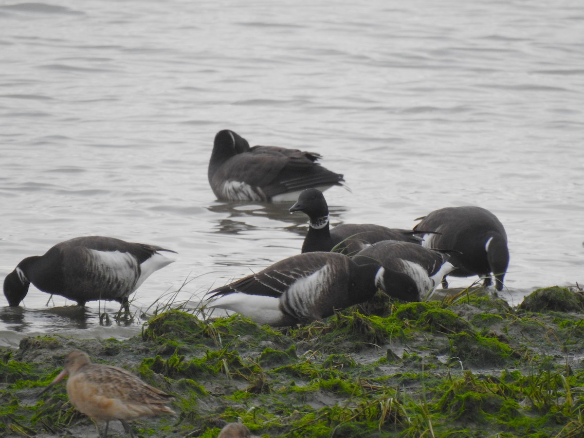 ringgås (nigricans) - ML614168256