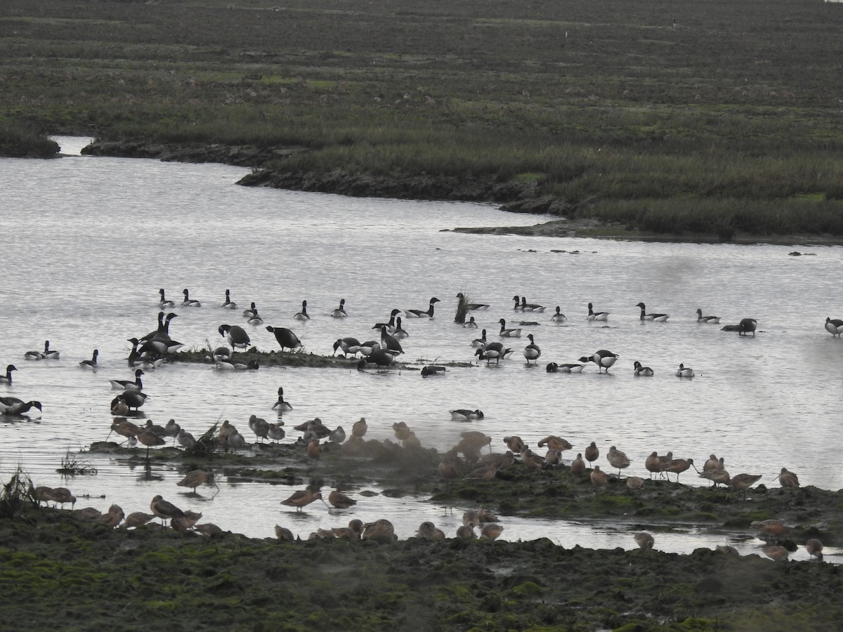 ringgås (nigricans) - ML614168271