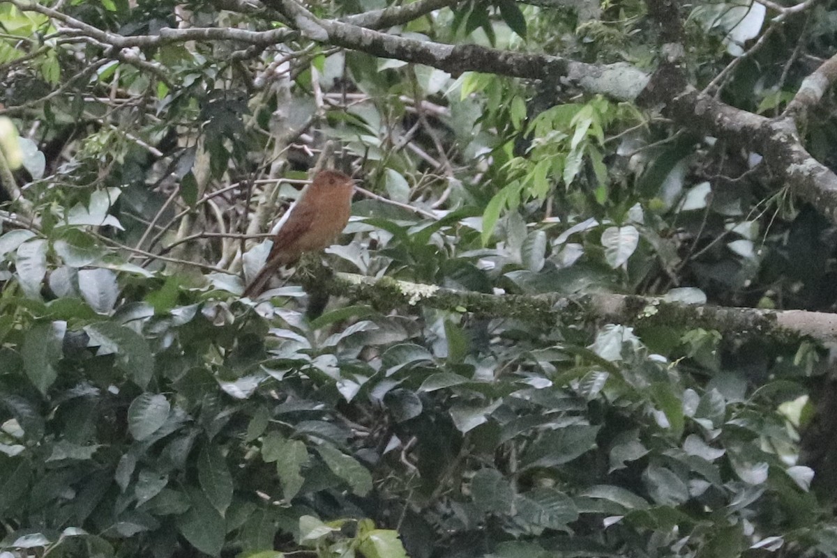 Rufous Mourner - Martina Nordstrand