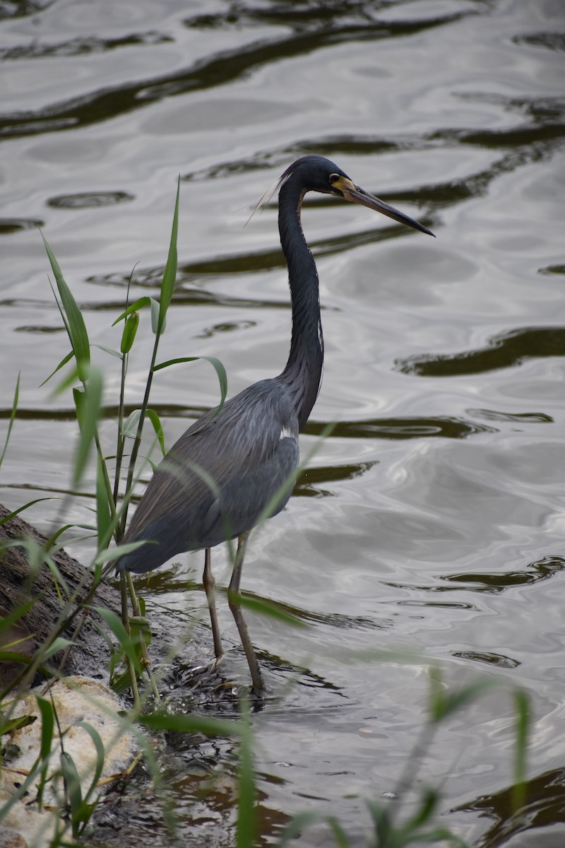 Tricolored Heron - ML614168386