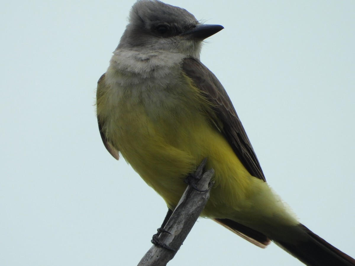 Western Kingbird - ML614168419