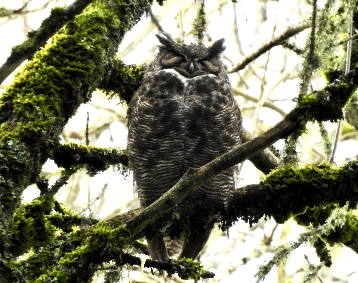 Great Horned Owl - ML614168426