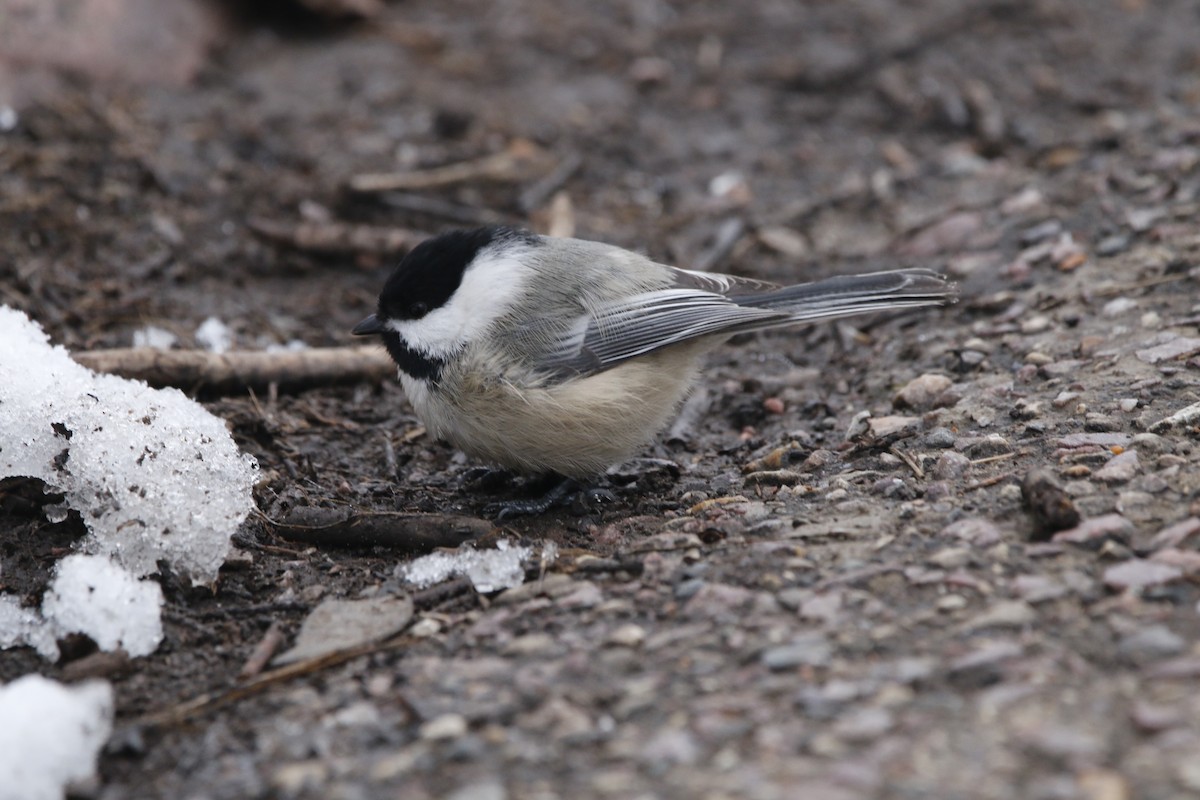 Mésange à tête noire - ML614168430