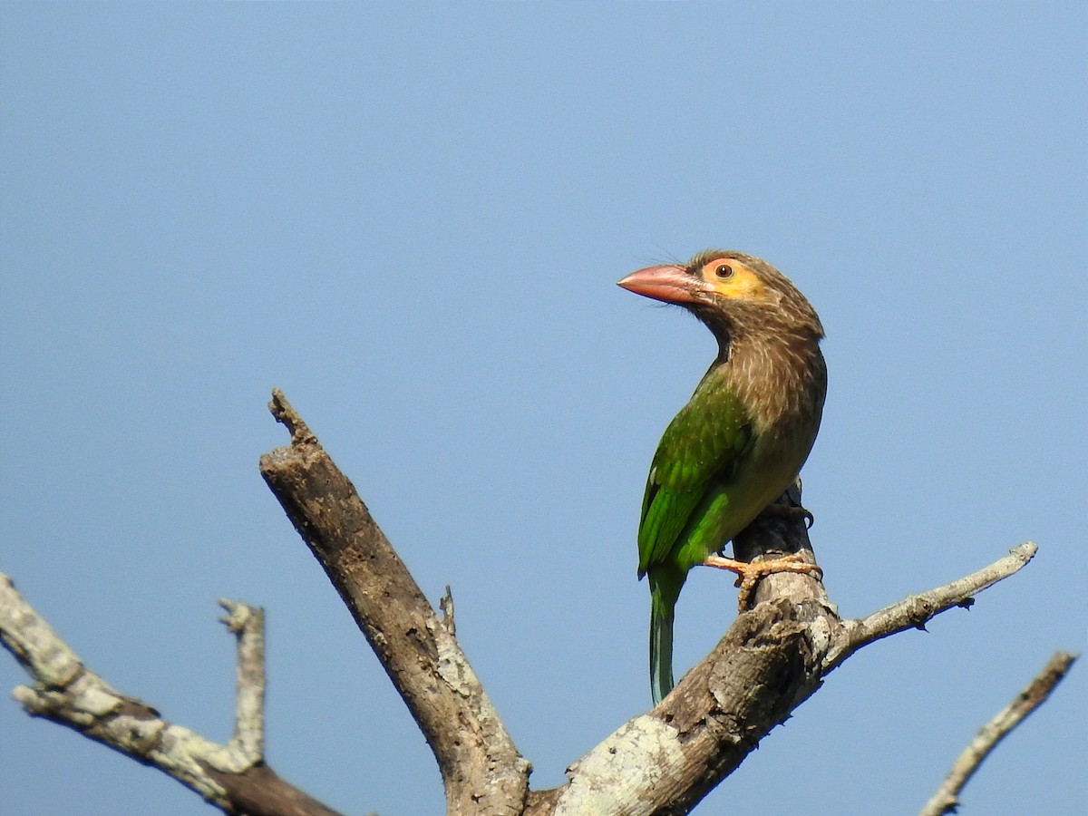 Kahverengi Başlı Barbet - ML614168508