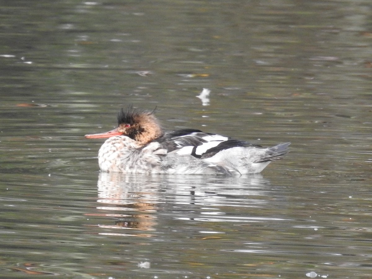 Red-breasted Merganser - ML614168540