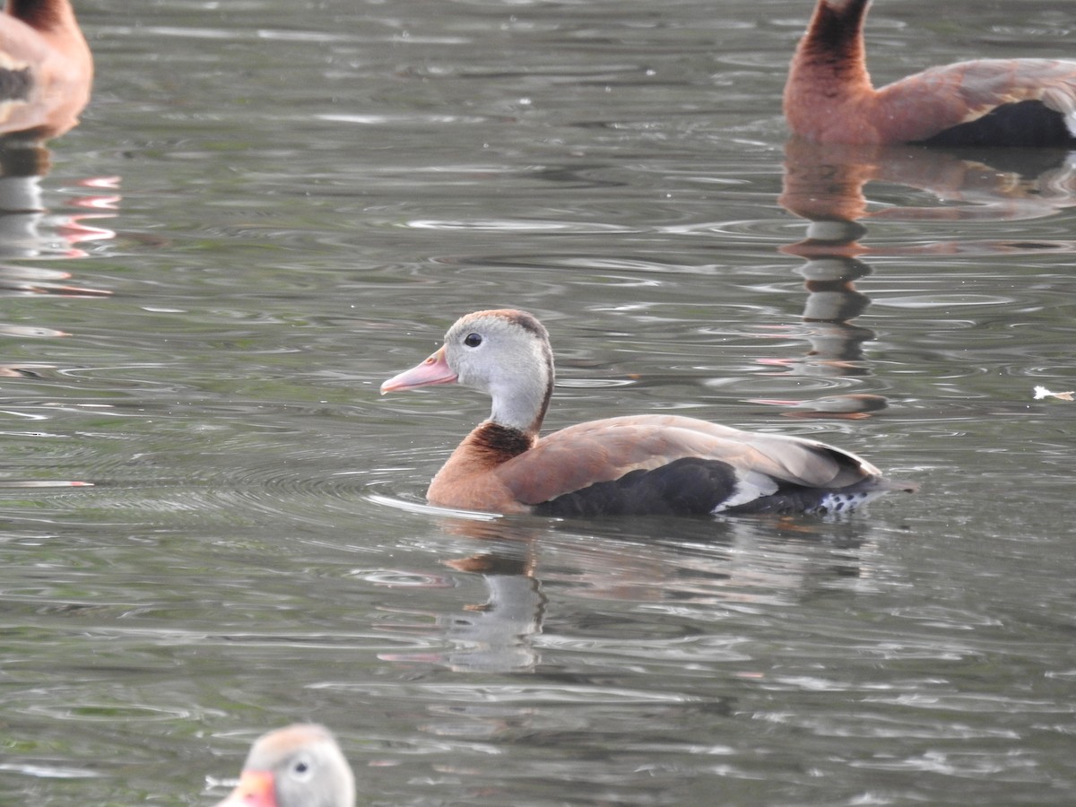 Black-bellied Whistling-Duck - ML614168613