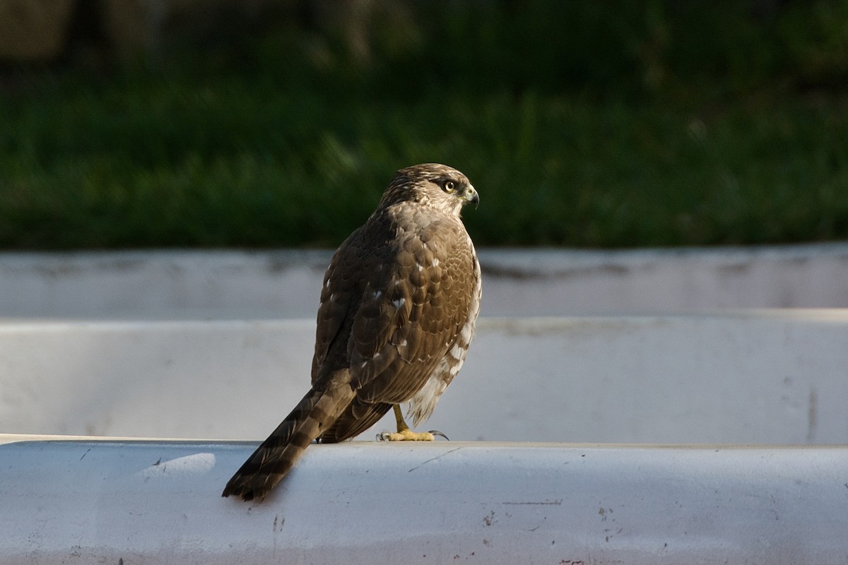 Cooper's Hawk - Giselle Ibarra Flores