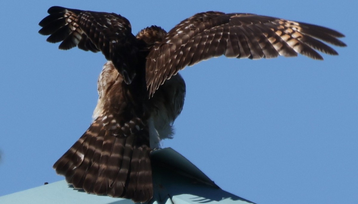 Red-shouldered Hawk - ML614168741