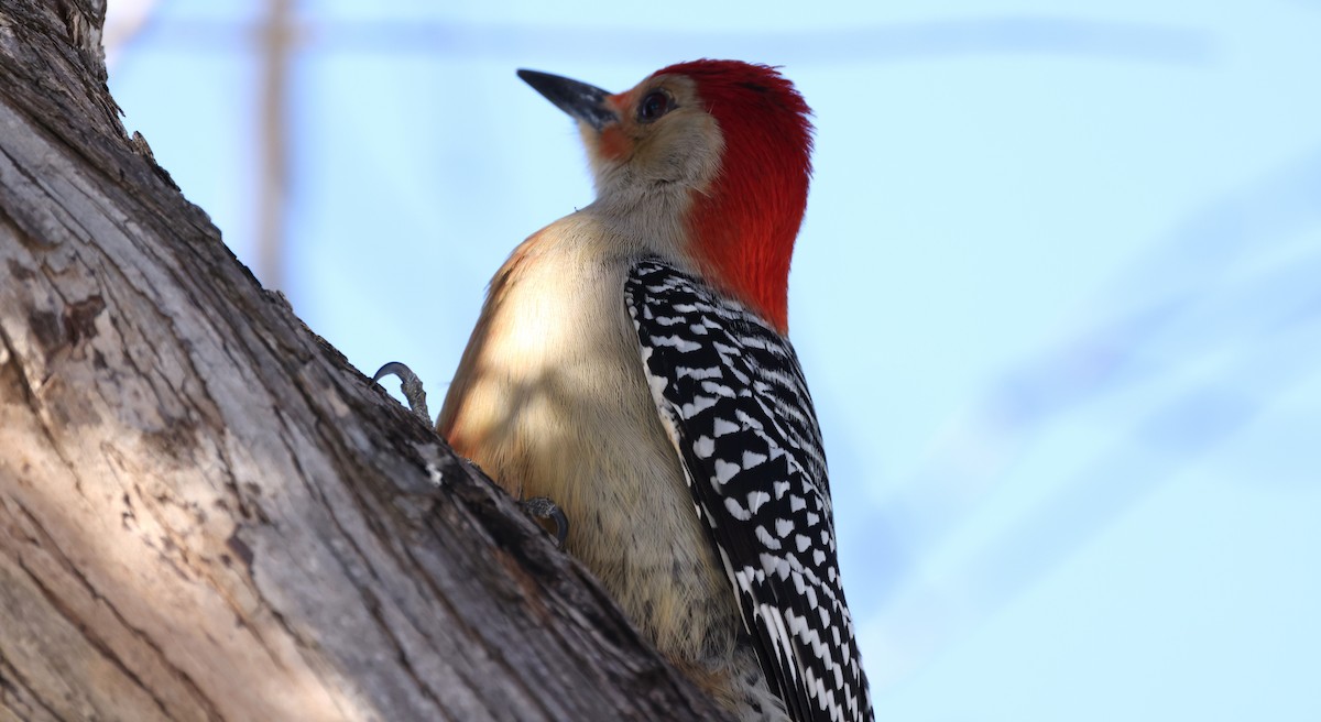 Red-bellied Woodpecker - ML614168751