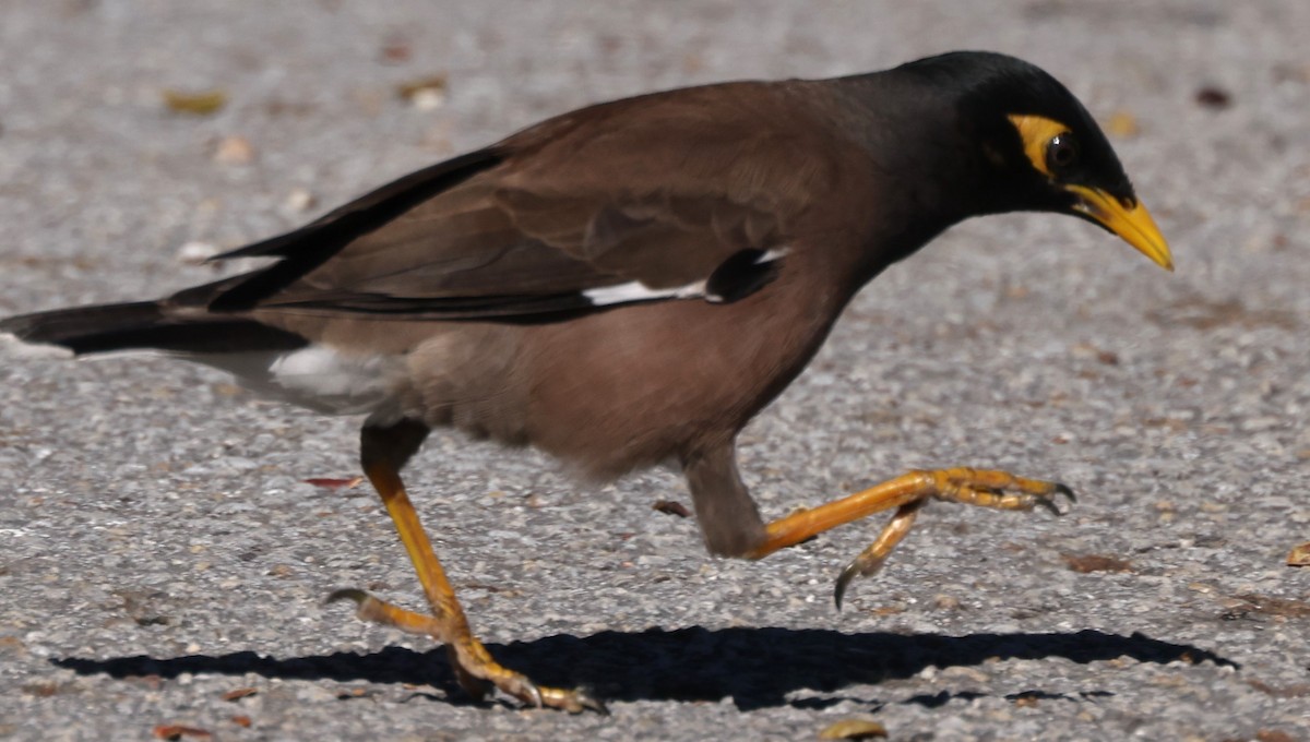 Common Myna - Duane Yarbrough