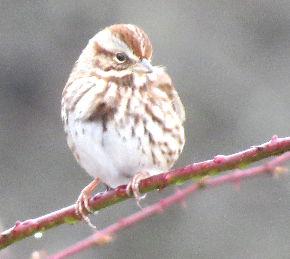 Song Sparrow - ML614168822