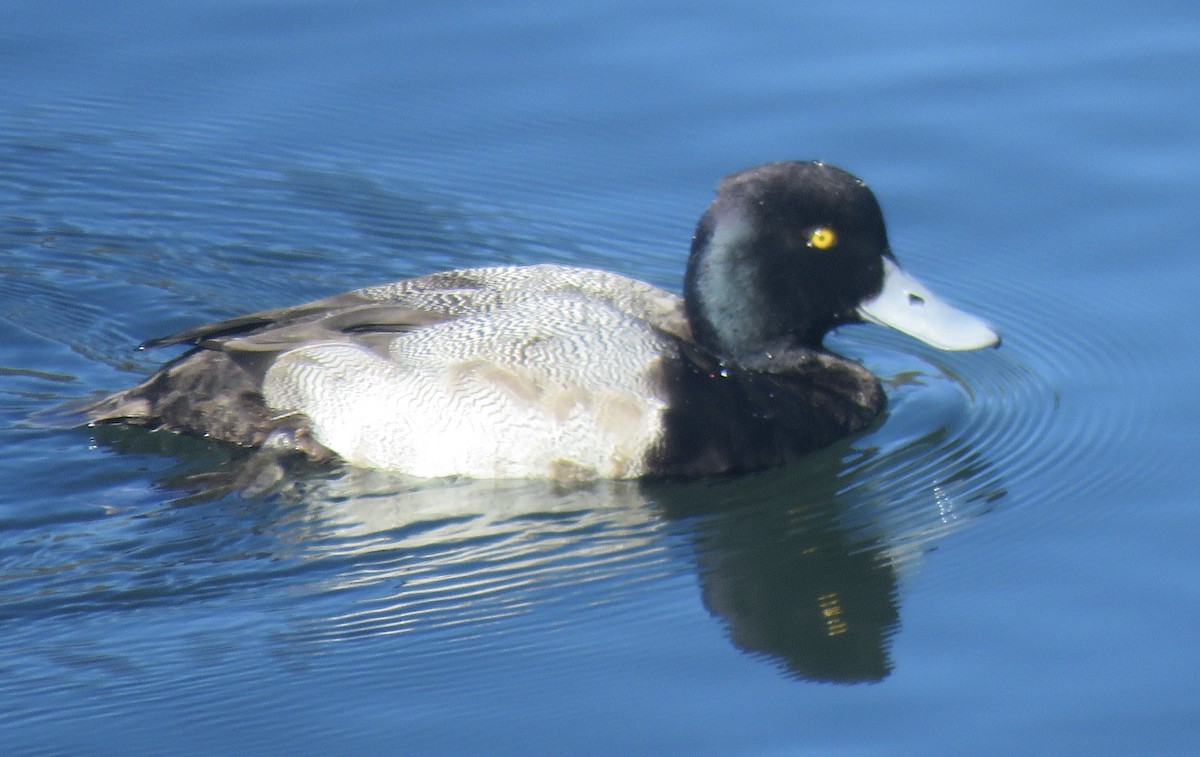 Greater Scaup - Richard  Barth