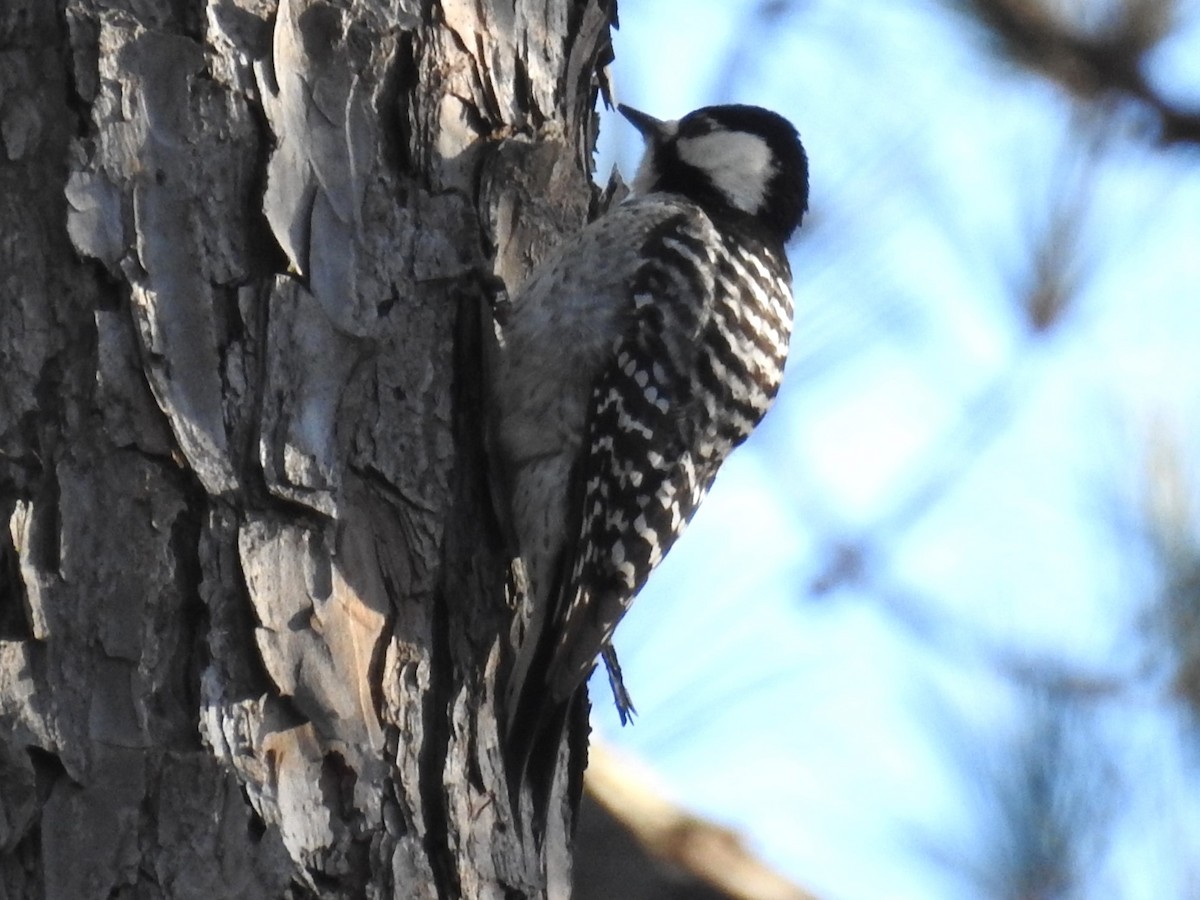 kvaespett - ML614168987