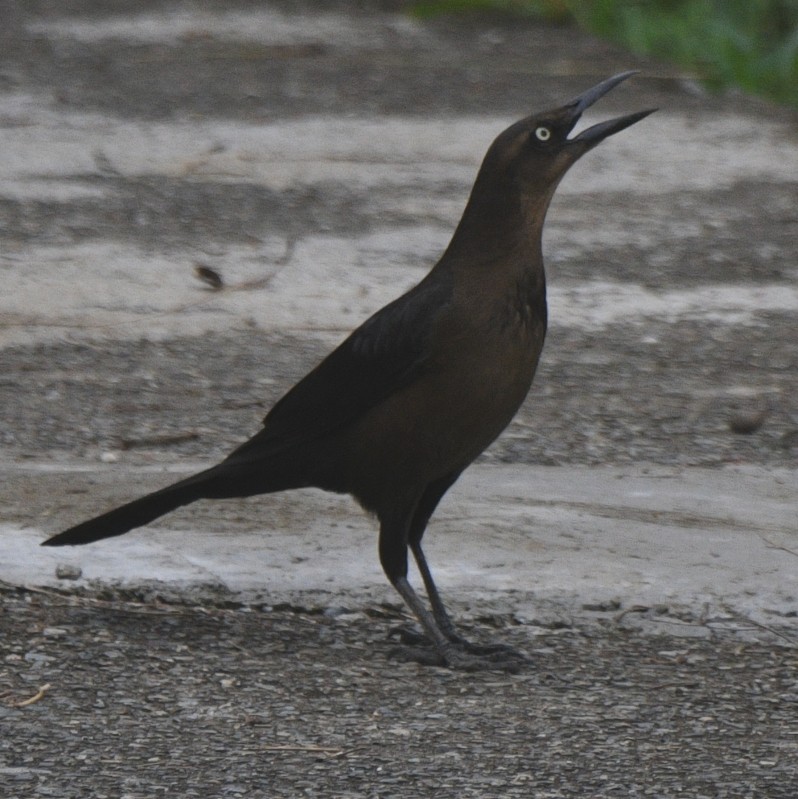 Great-tailed Grackle - ML614168988