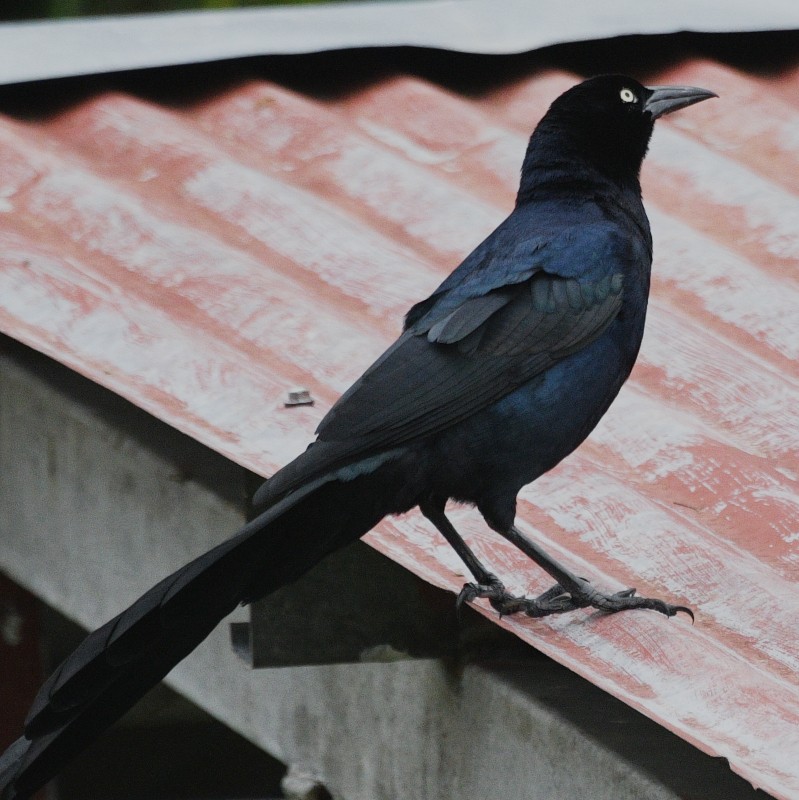 Great-tailed Grackle - ML614168989