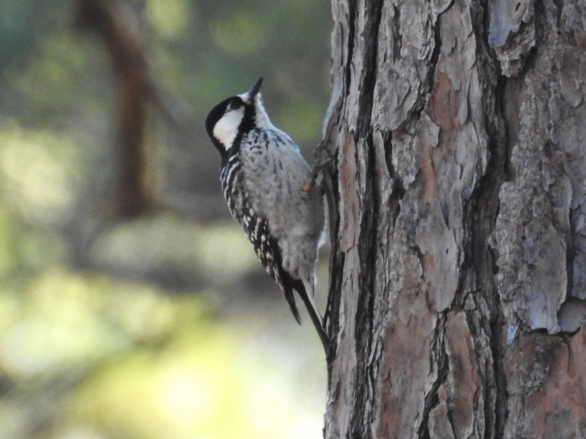 Red-cockaded Woodpecker - ML614169012