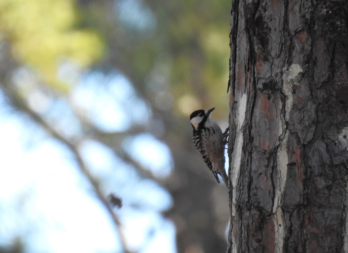 Red-cockaded Woodpecker - ML614169014