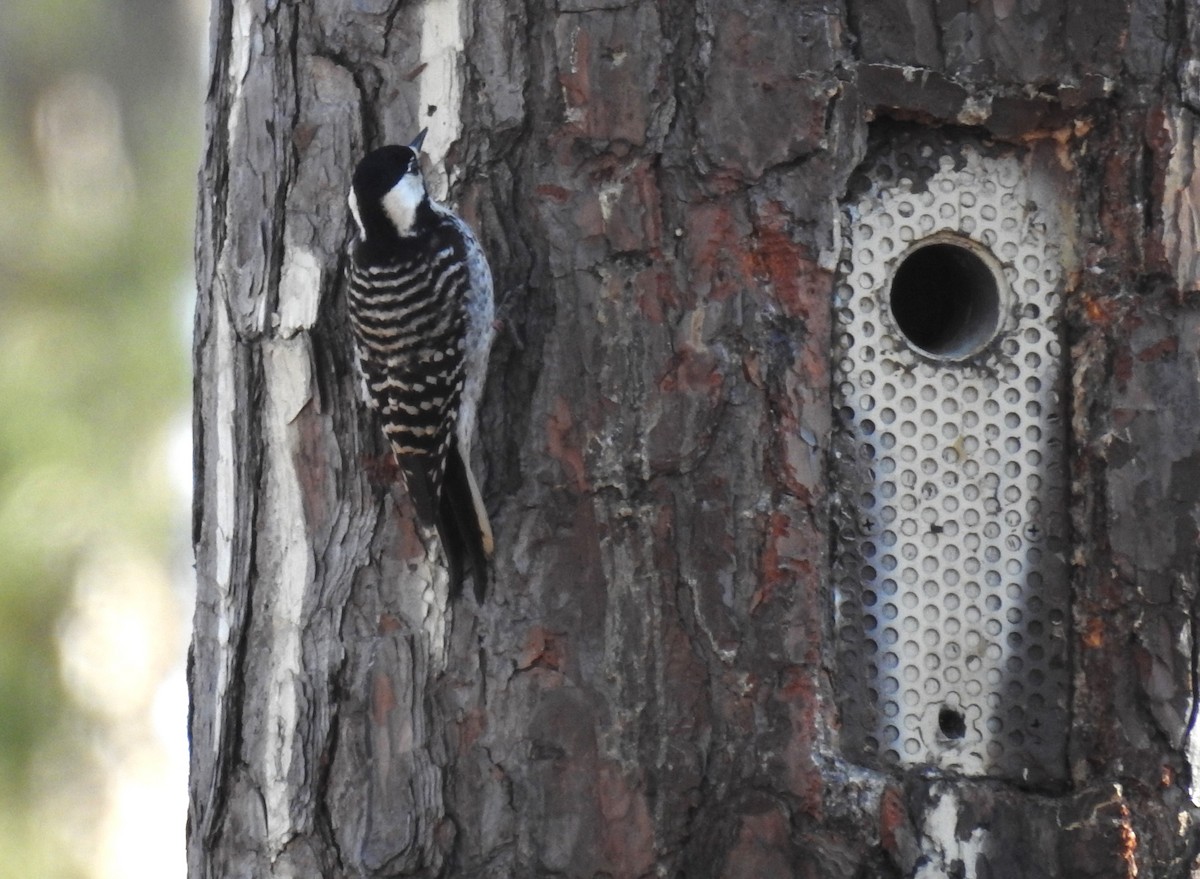 Red-cockaded Woodpecker - ML614169019