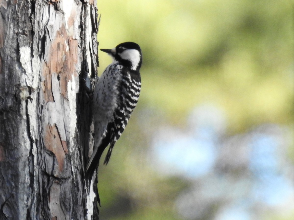 Red-cockaded Woodpecker - ML614169023