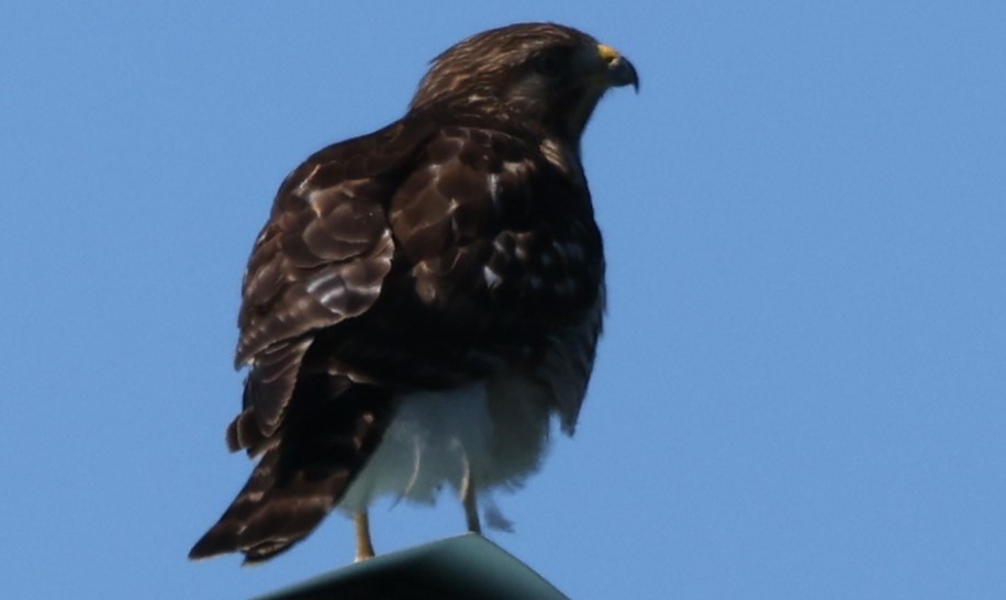 Red-shouldered Hawk - ML614169068