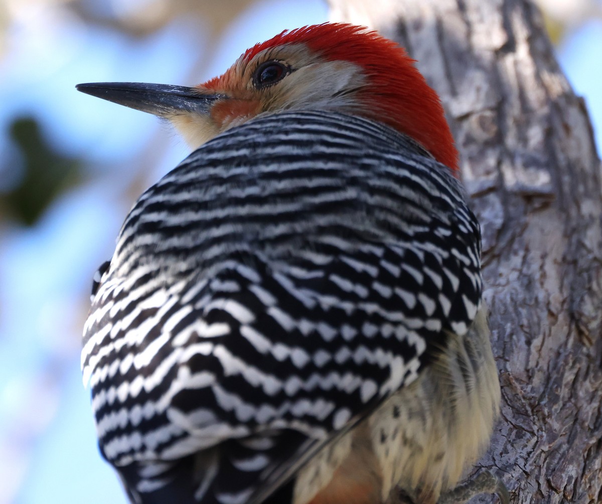 Red-bellied Woodpecker - ML614169089