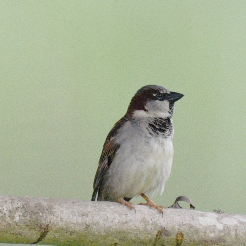 Moineau domestique - ML614169122