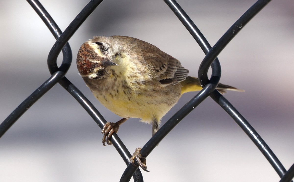 Palm Warbler - ML614169128