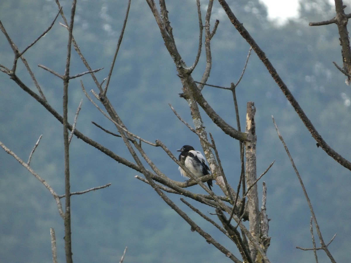 Oriental Magpie - Gefei Song